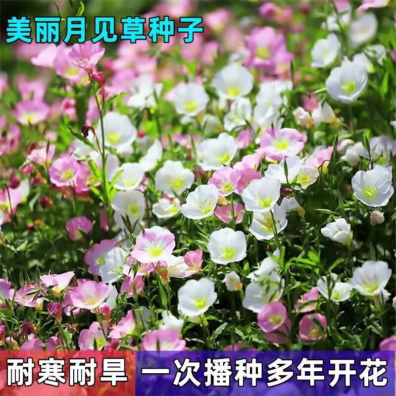 月见草种子