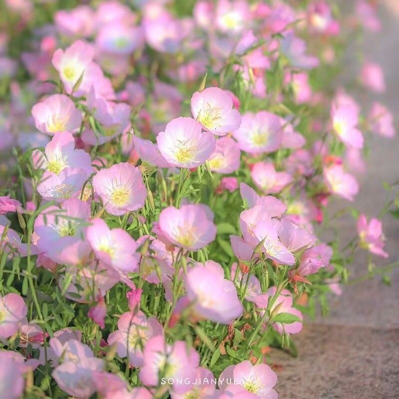 月见草种子