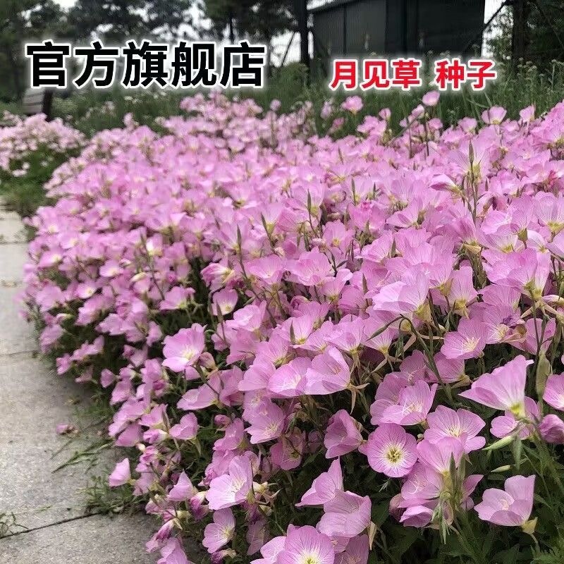 月见草种子
