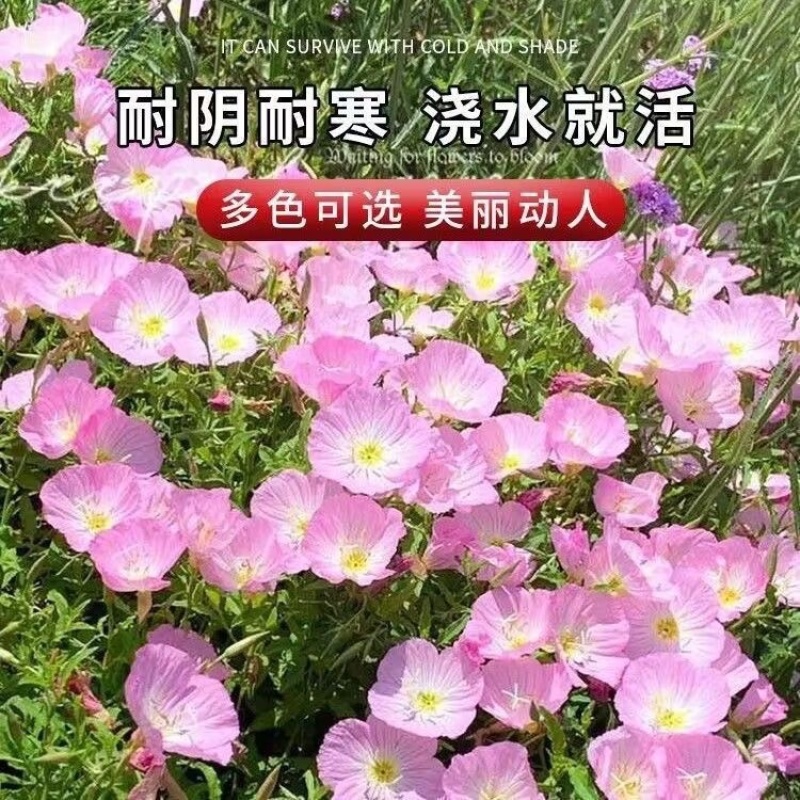 月见草种子