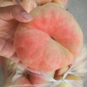 瑞蟠21
