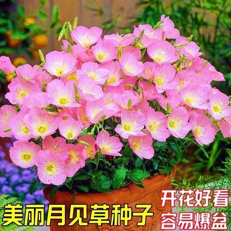 美丽月见草种子
