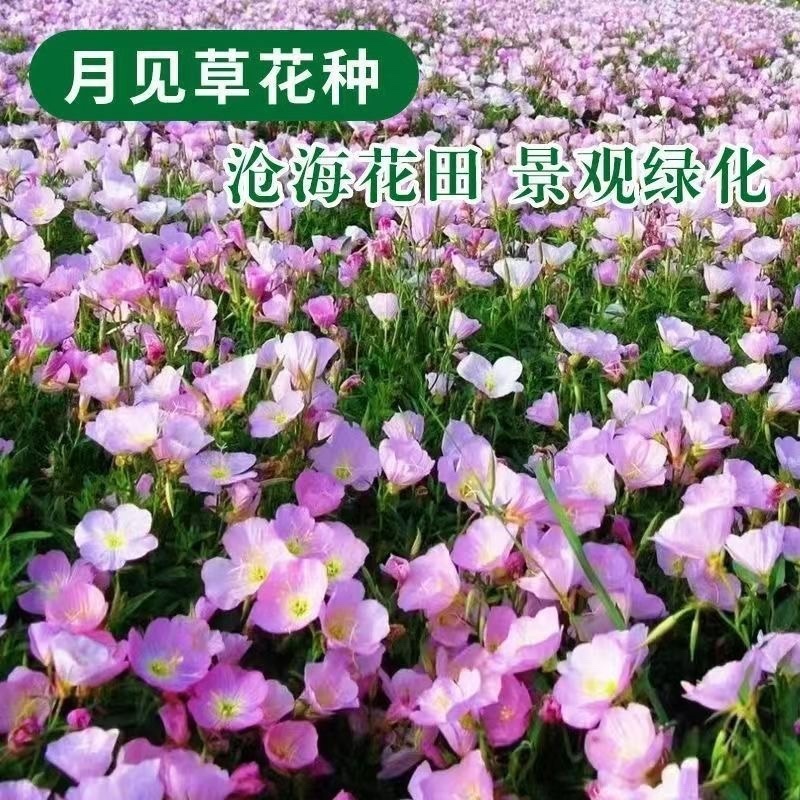 美丽月见草种子