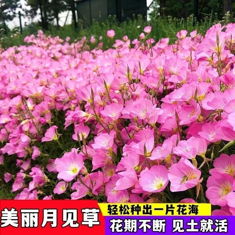 美丽月见草种子