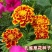孔雀草种子