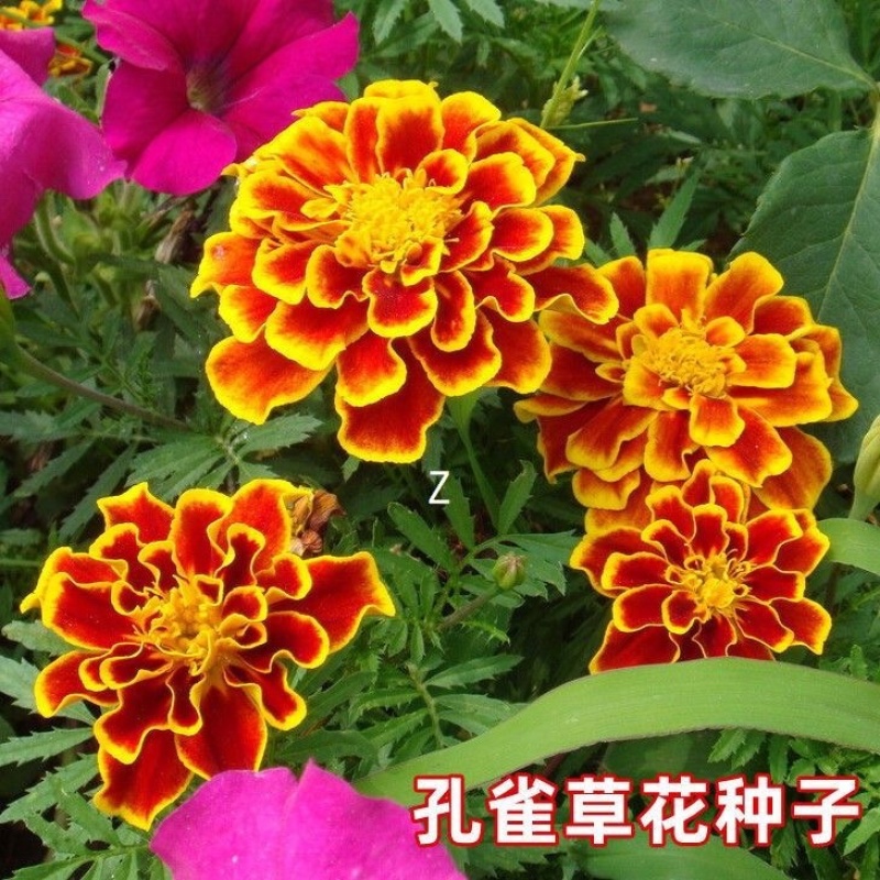 孔雀草种子