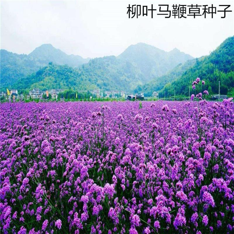 马鞭草种子