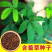 含羞草种子