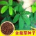 含羞草种子