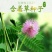 含羞草种子