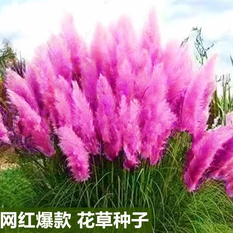 粉黛乱子草种子