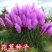 粉黛乱子草种子