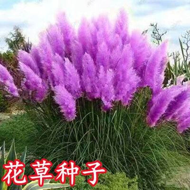 粉黛乱子草种子