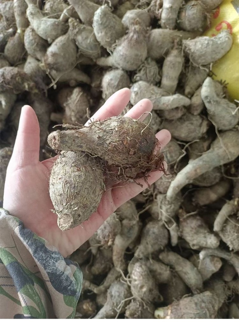 广西荔浦芋仔小香芋槟榔芋支持一件代发电商货