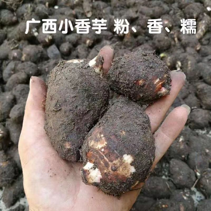 广西荔浦芋仔小香芋槟榔芋支持一件代发电商货