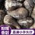广西荔浦芋仔小香芋槟榔芋支持一件代发电商货
