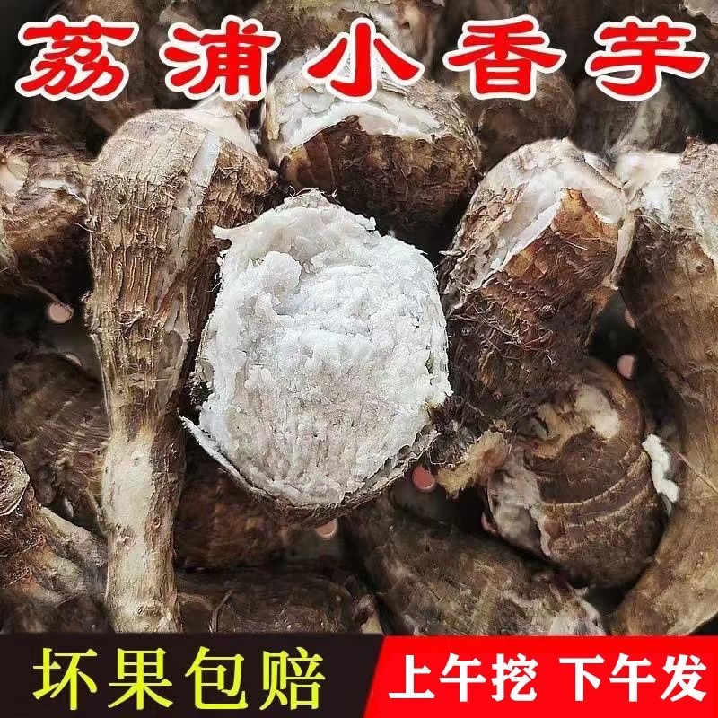 广西荔浦芋仔小香芋槟榔芋支持一件代发电商货