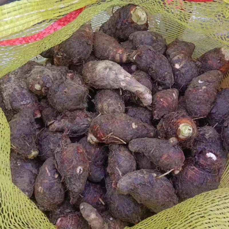 广西荔浦芋仔小香芋槟榔芋支持一件代发电商货