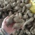广西荔浦芋仔小香芋槟榔芋支持一件代发电商货