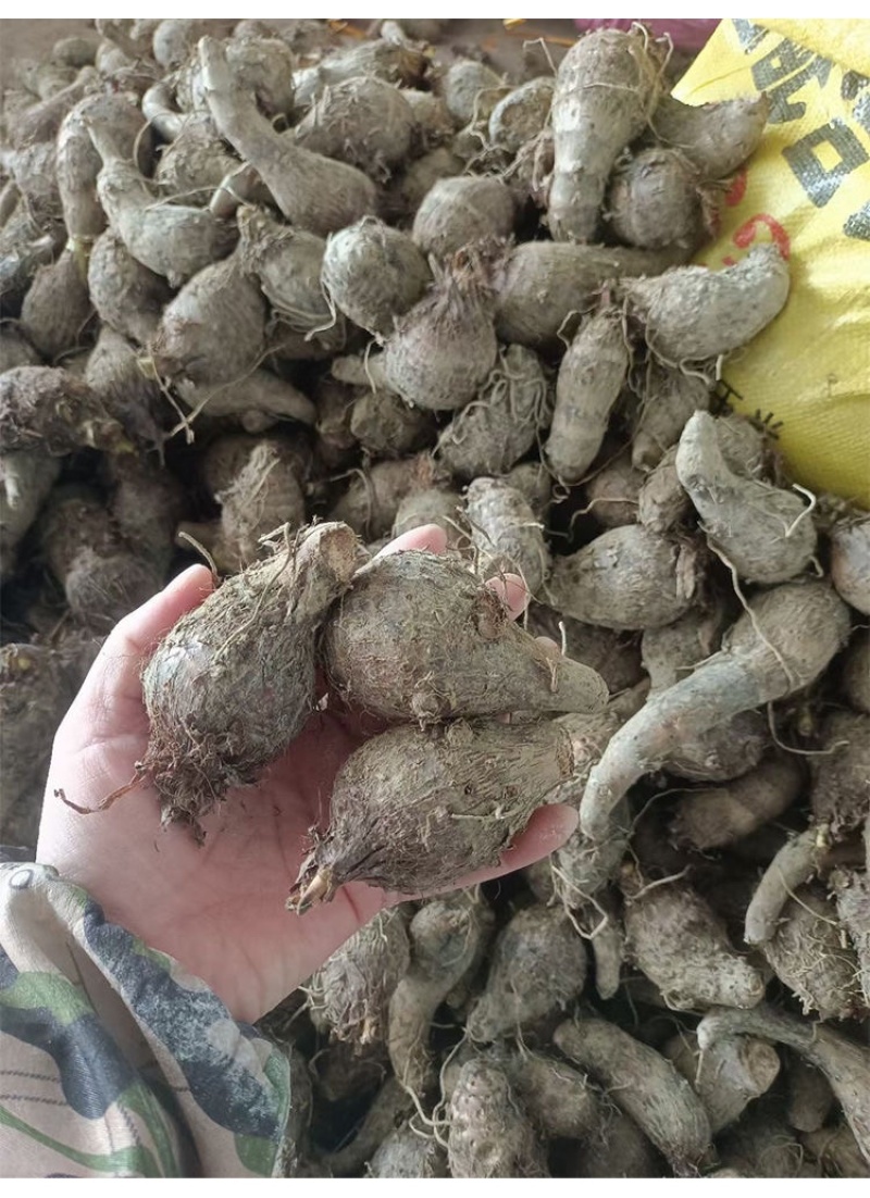 广西荔浦芋仔小香芋槟榔芋支持一件代发电商货