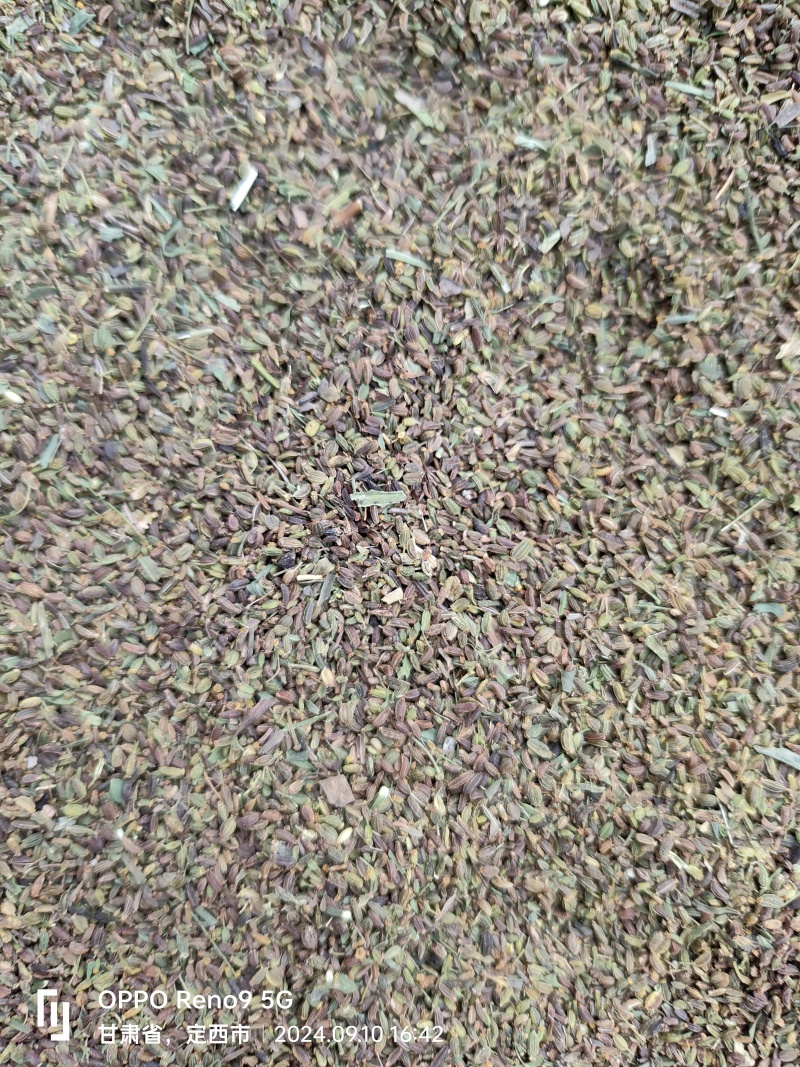 柴胡种子北柴胡种子甘肃陇西发货