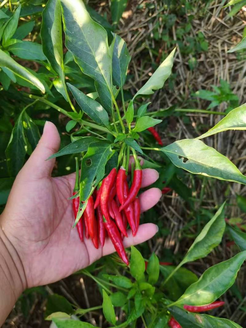 天宇鲜辣椒，小米辣