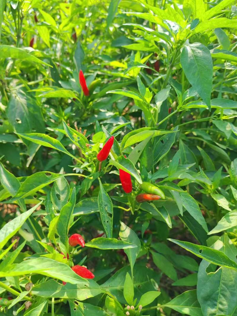 天宇鲜辣椒，小米辣