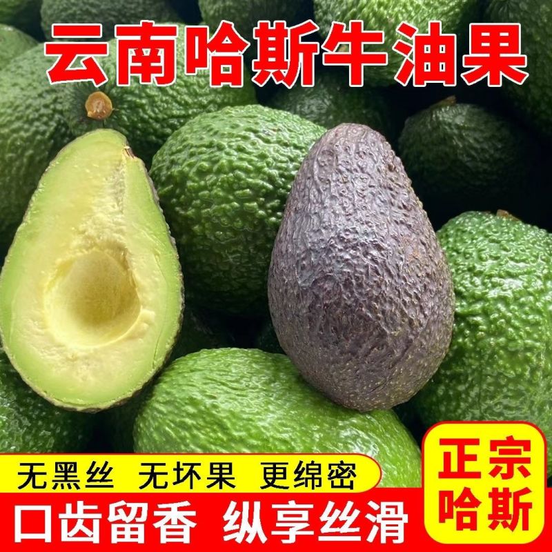 一件代发云南国产牛油果哈斯牛油果新鲜水果高山种植