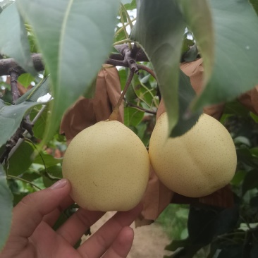 白鸭梨，个大梨甜，果面干净