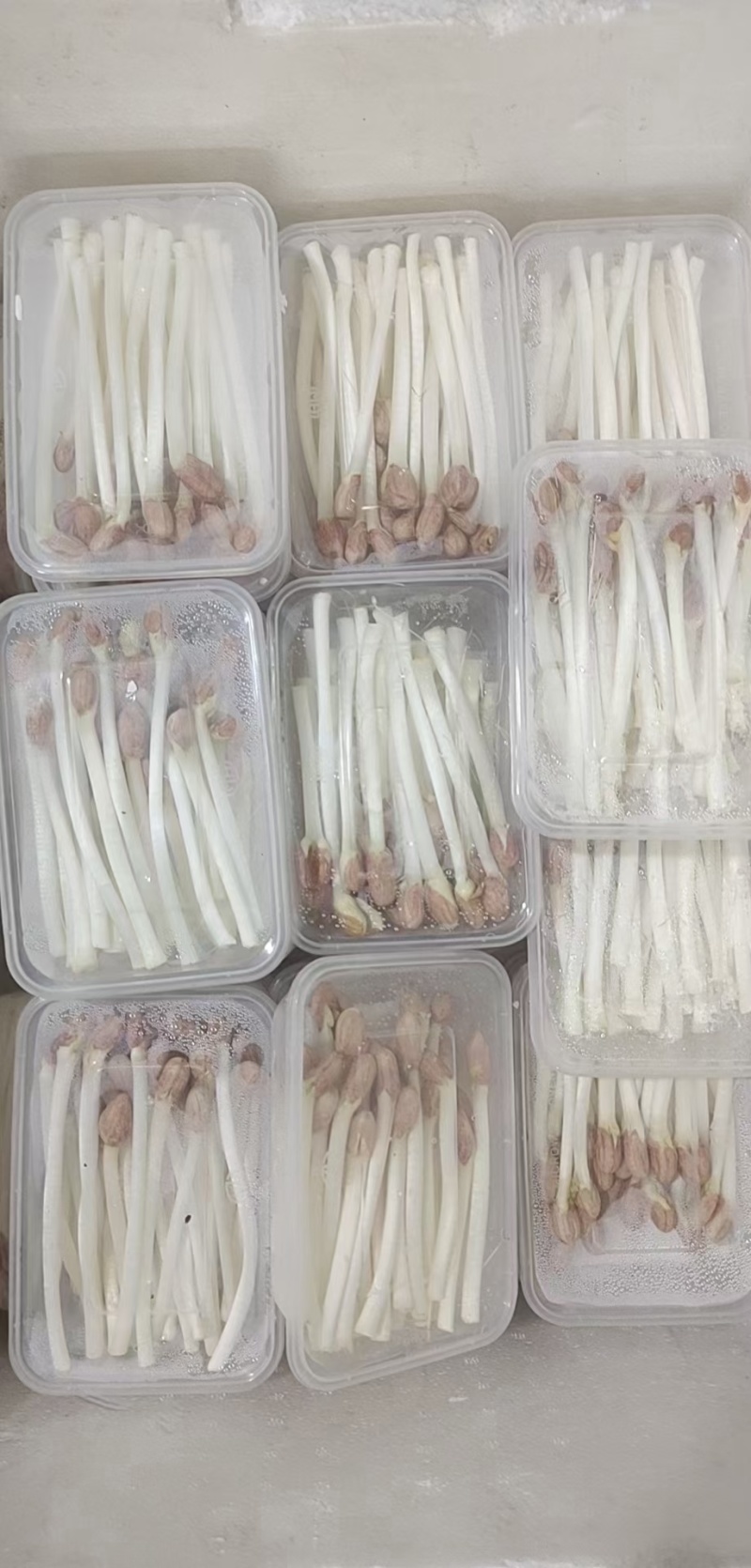 花生芽水培花生芽苗菜可预订多种包装基地直发