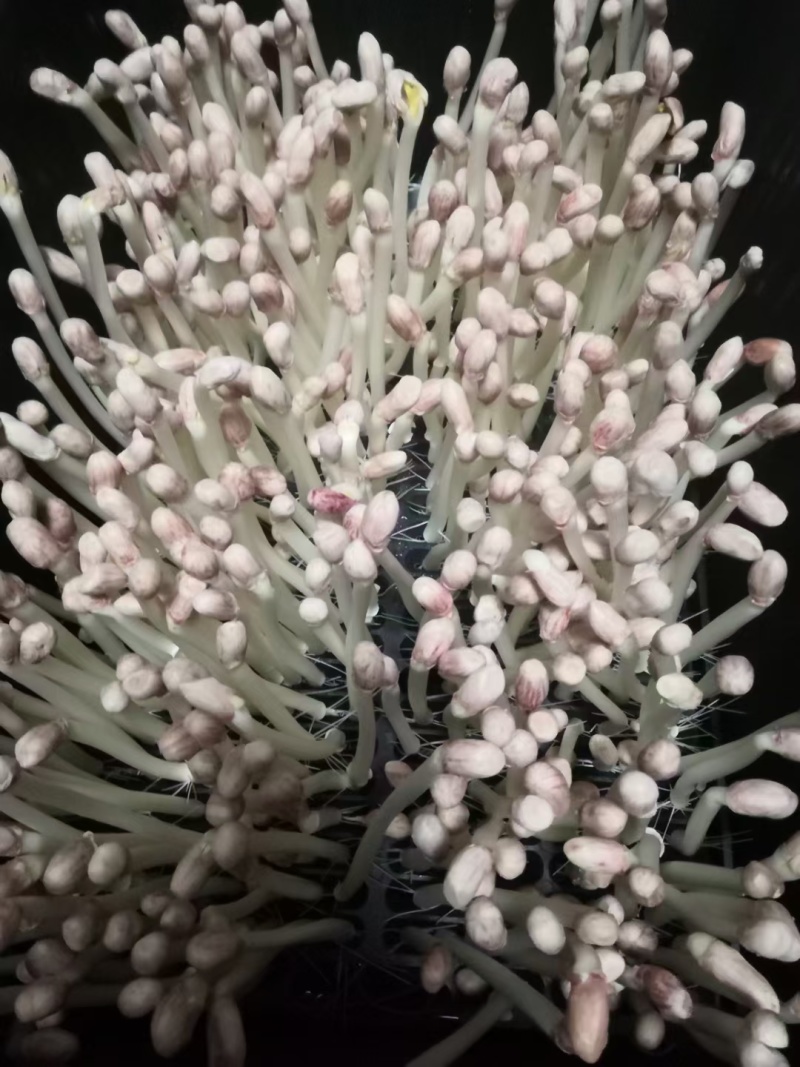花生芽水培花生芽苗菜可预订多种包装基地直发