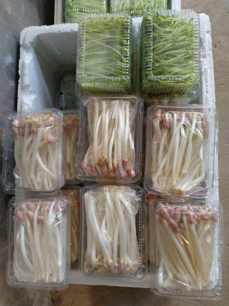 花生芽水培花生芽苗菜可预订多种包装基地直发