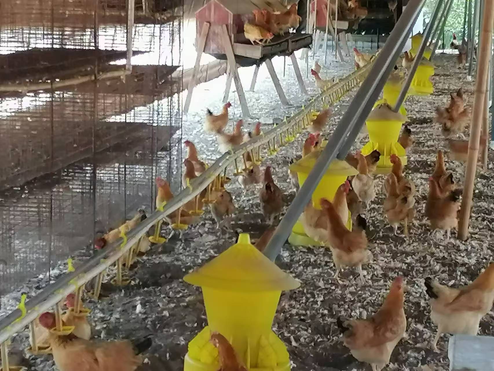 鸡啄食鸡蛋的异常行为