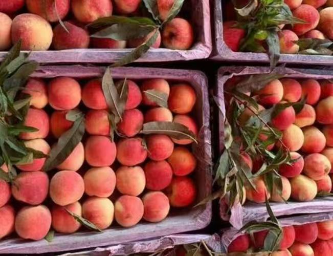 突围桃果实展示图