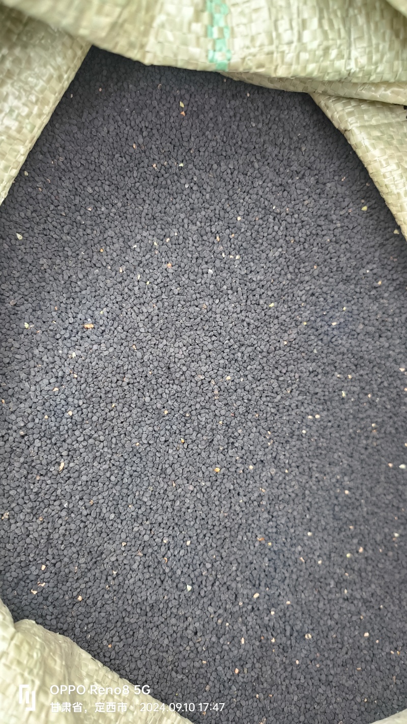 甘肃本地黄芩籽，新籽