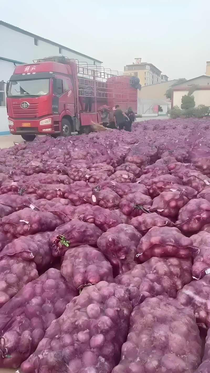 甘肃紫皮洋葱丨精品洋葱丨产地一手货源丨对接全国加工厂市场