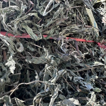河南产地中药材，旱莲草