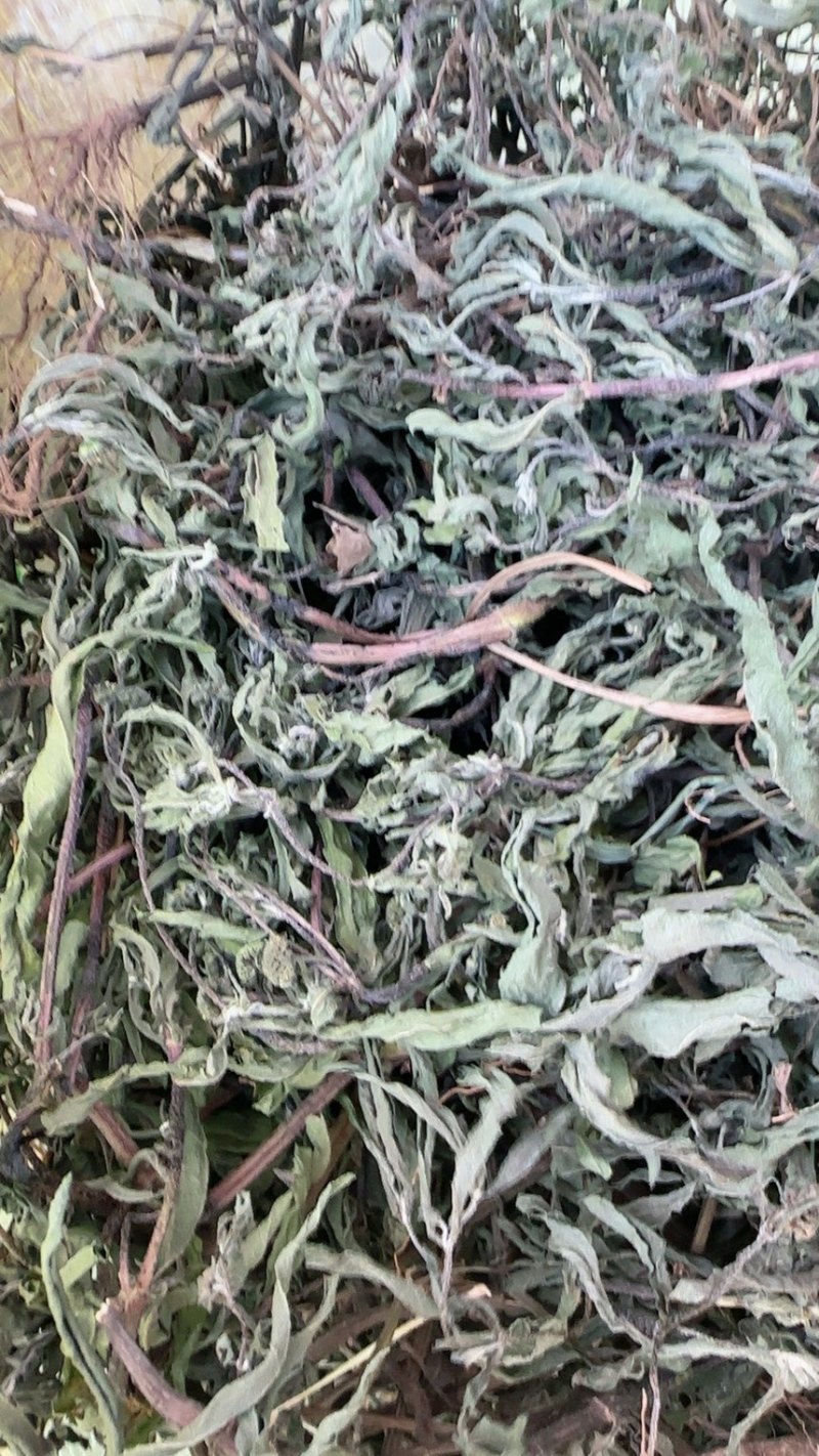 河南产地中药材，旱莲草