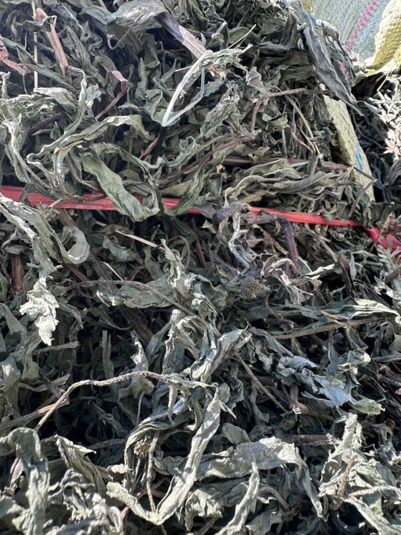 河南产地中药材，旱莲草