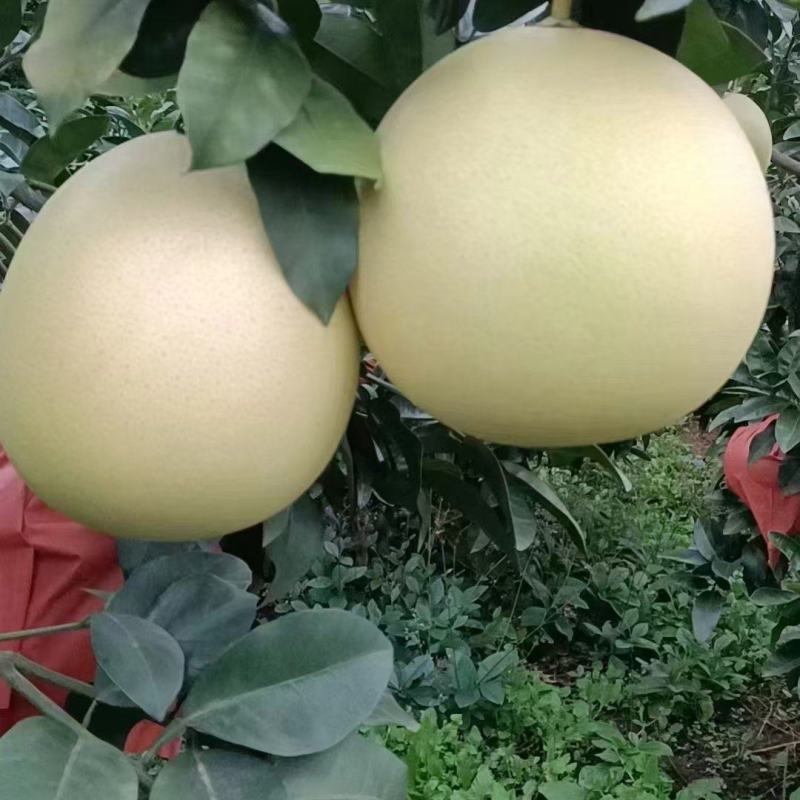 三红柚水份足，味道甜，皮皮薄，几乎纯甜欢迎来电选购