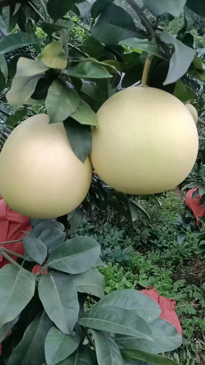 三红柚水份足，味道甜，皮皮薄，几乎纯甜欢迎来电选购