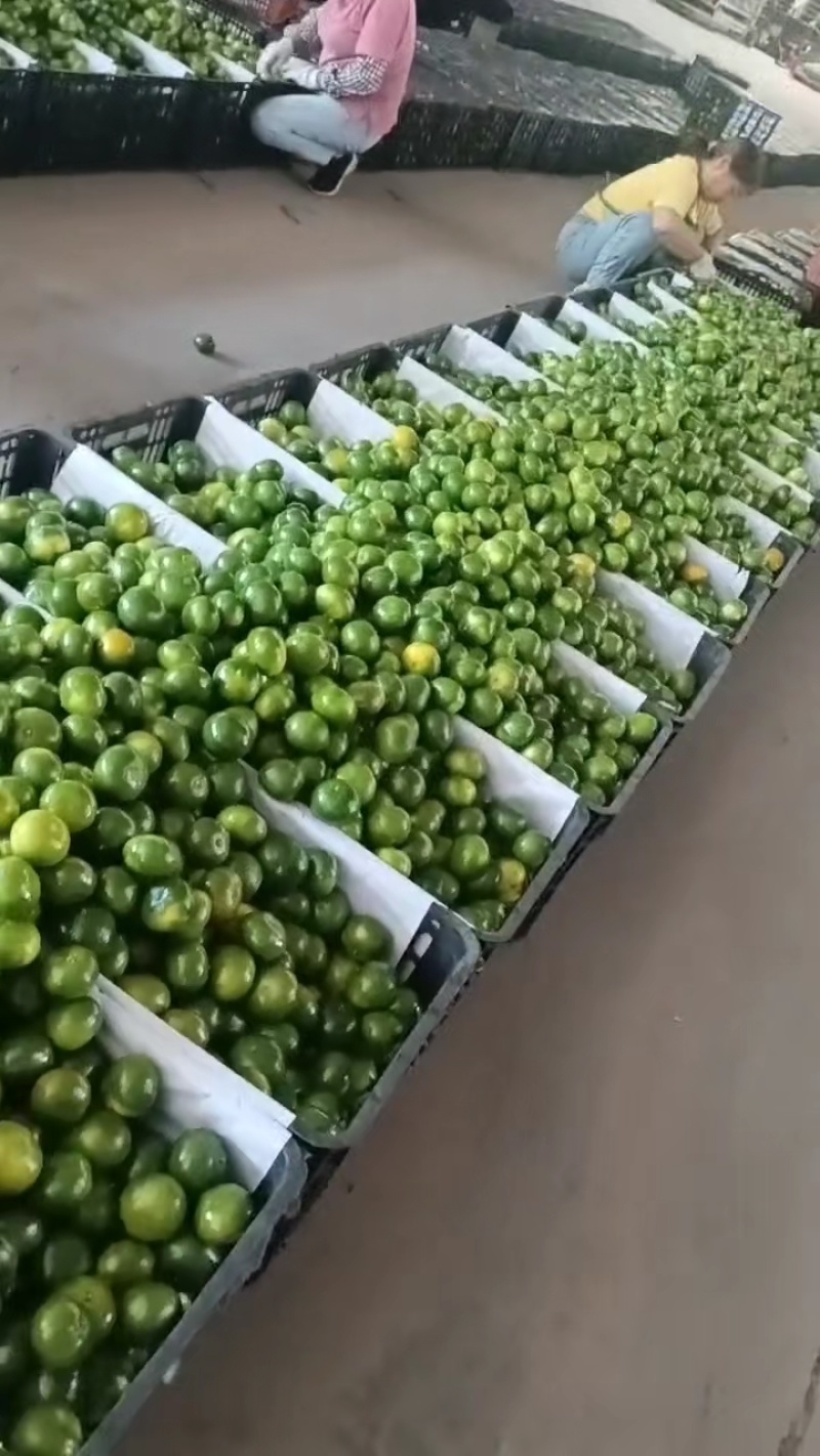 广西蜜桔大量上市，可供电商货，市场货，社团！