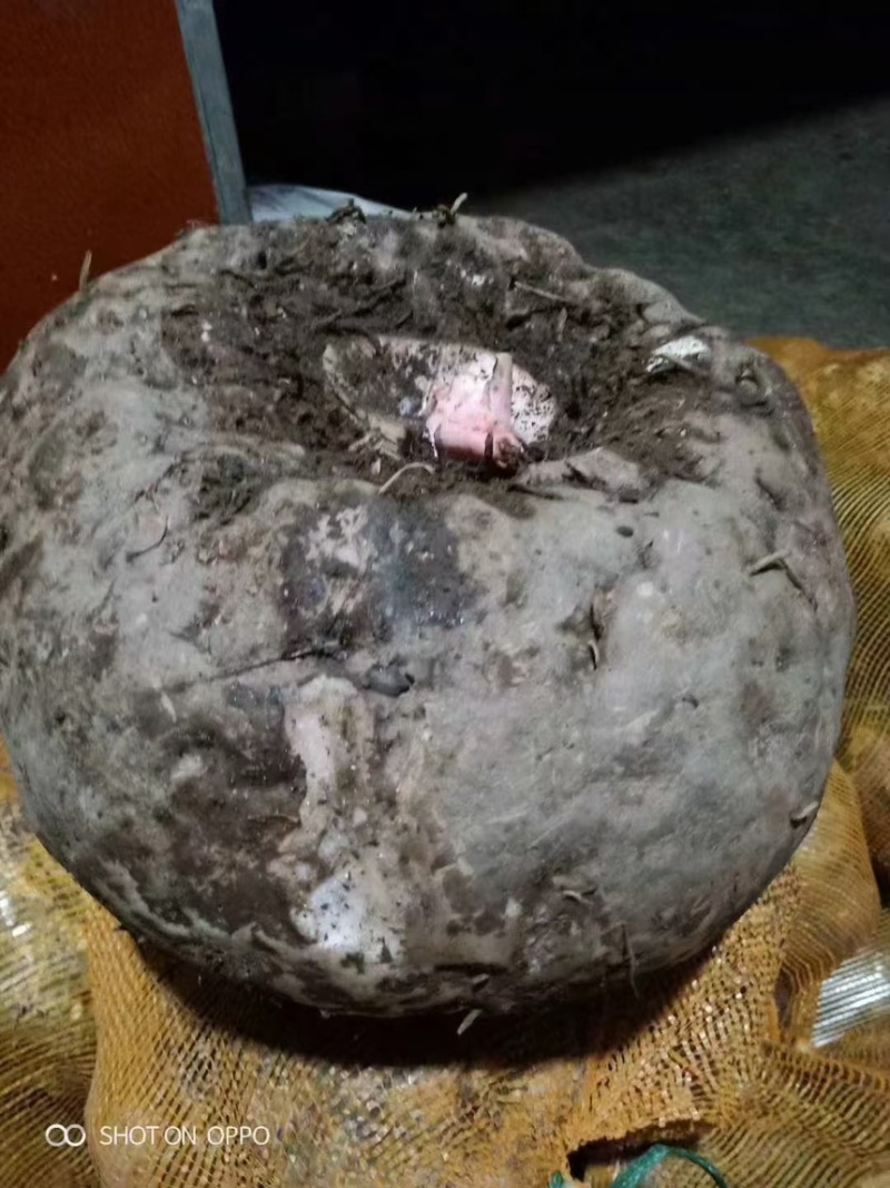 大凉山精品大魔芋小魔芋仔大量货源