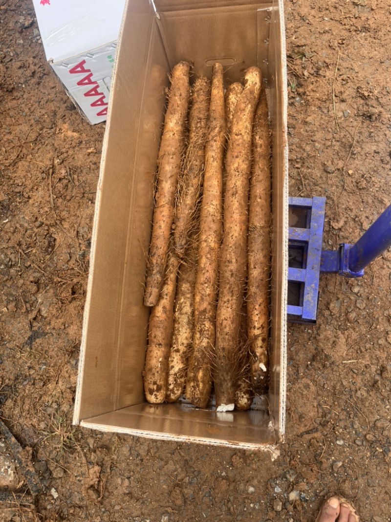 广西山药，贺州山药，淮山，淮山药，白鬼条形好