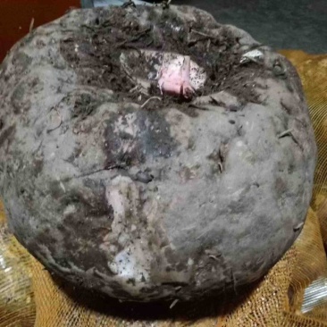 鲜魔芋4.5一斤8000一吨