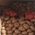 鲜魔芋4.5一斤8000一吨