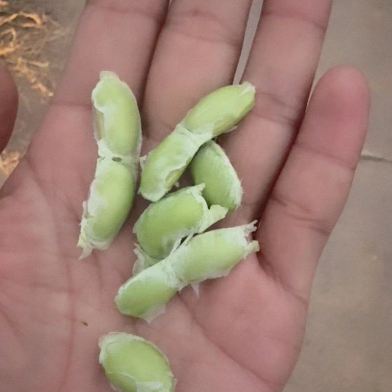 基地直发新鲜毛豆