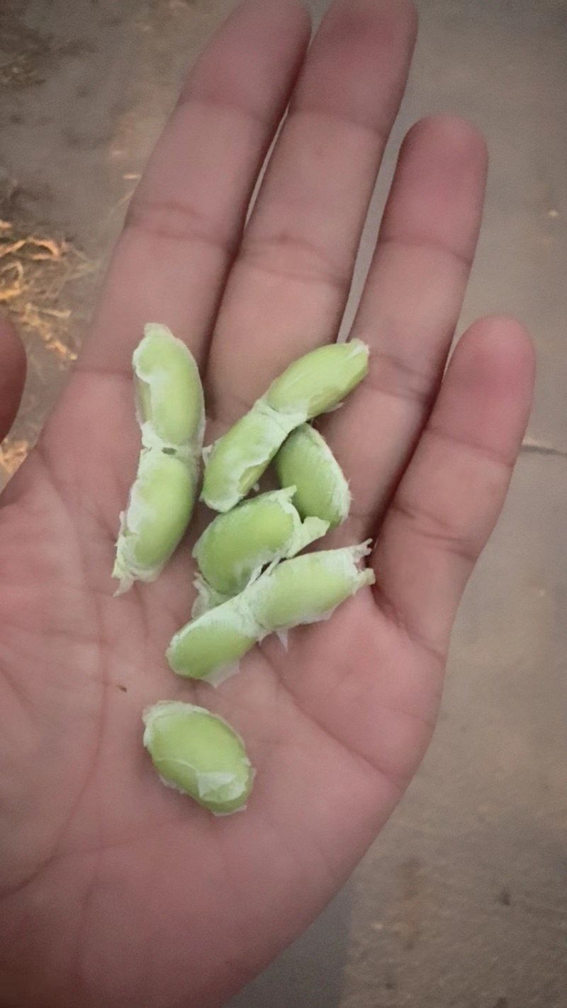 基地直发新鲜毛豆