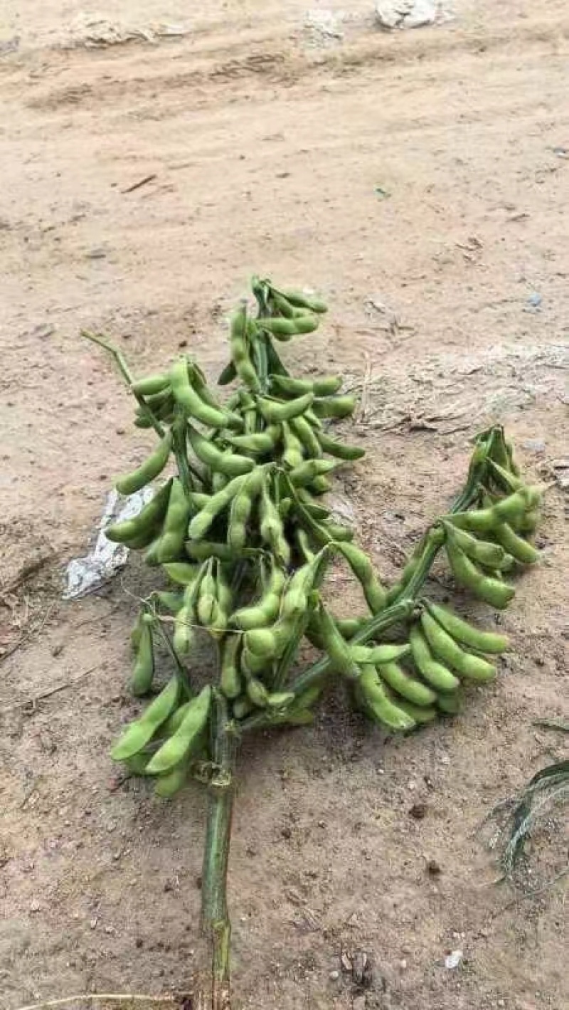 基地直发新鲜毛豆