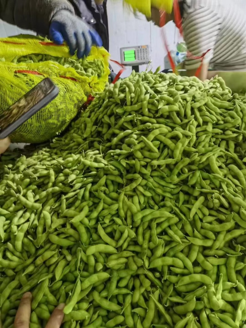 基地直发新鲜毛豆